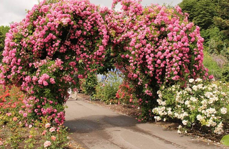 Europa-Rosarium, Sangerhausen, Germany, Germany